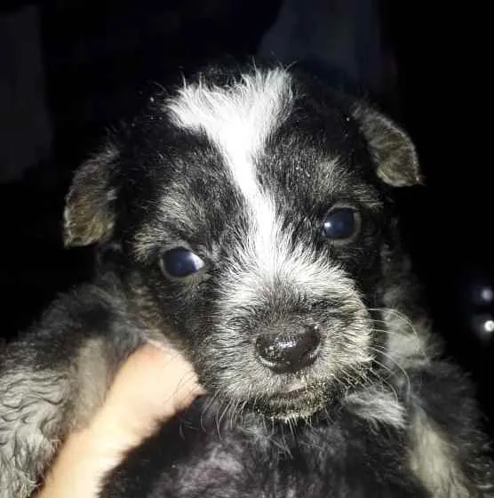 Cachorro ra a  idade Abaixo de 2 meses nome Não sei 