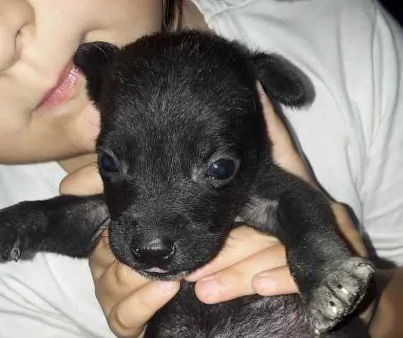 Cachorro ra a  idade Abaixo de 2 meses nome Não sei 