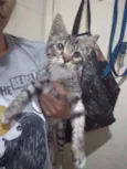 Miah