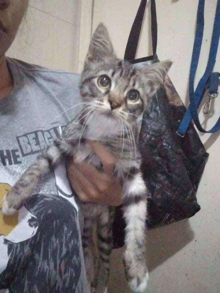 Gato ra a SRD idade 2 a 6 meses nome Miah