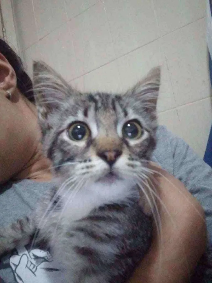 Gato ra a SRD idade 2 a 6 meses nome Miah
