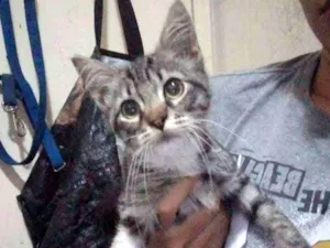 Gato raça SRD idade 2 a 6 meses nome Miah