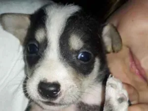 Cachorro raça  idade Abaixo de 2 meses nome Não sei 