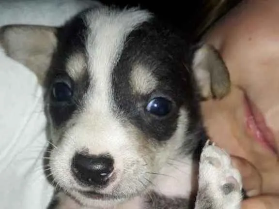 Cachorro ra a  idade Abaixo de 2 meses nome Não sei 