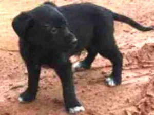 Cachorro raça Não definida idade Abaixo de 2 meses nome Sem nome