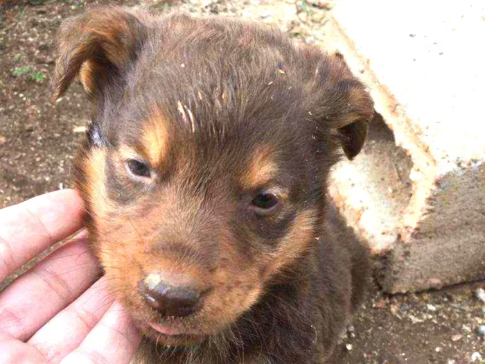 Cachorro ra a Não definida idade Abaixo de 2 meses nome Sem nome