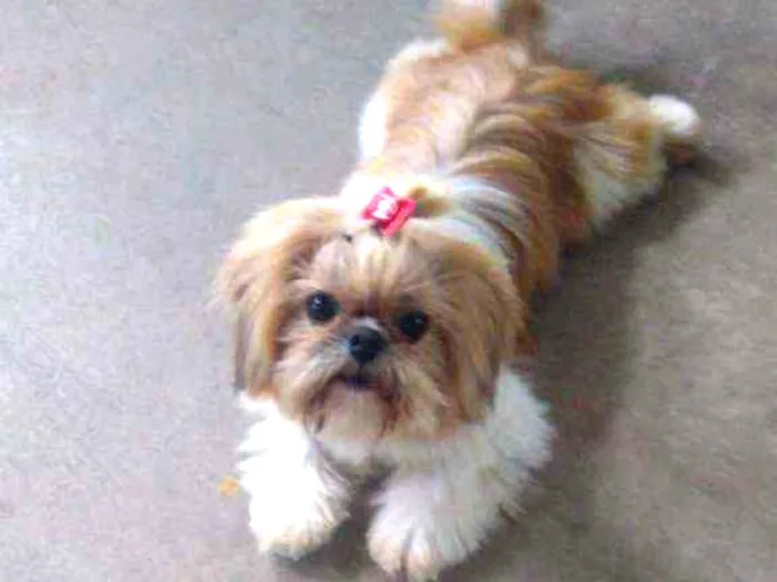 Cachorro ra a Shitzu idade 1 ano nome Cida