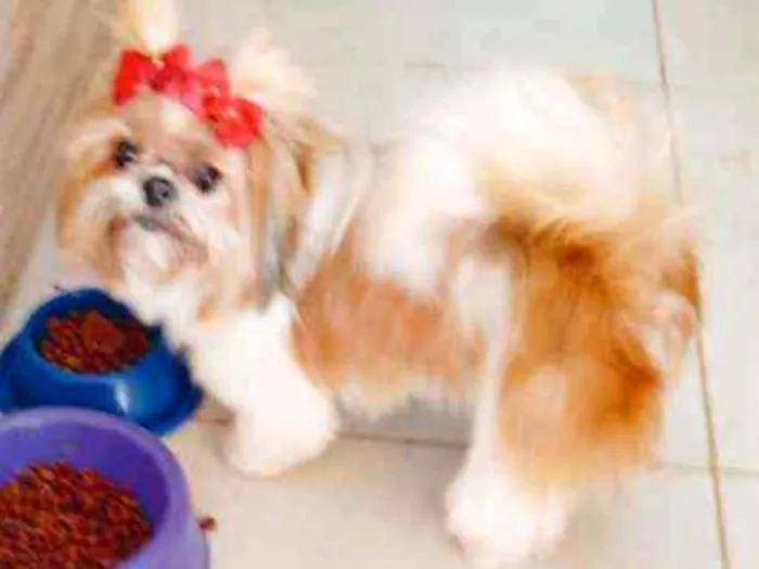 Cachorro ra a Shitzu idade 1 ano nome Cida