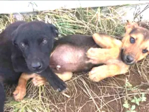 Cachorro raça Não definida idade 2 a 6 meses nome Sem nome