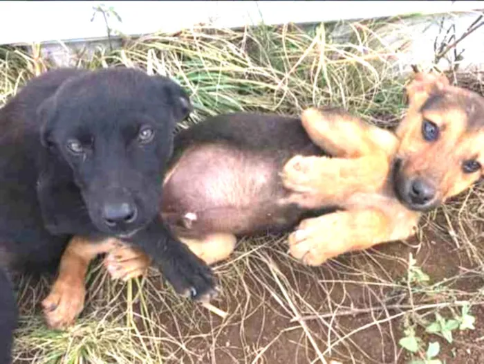 Cachorro ra a Não definida idade 2 a 6 meses nome Sem nome