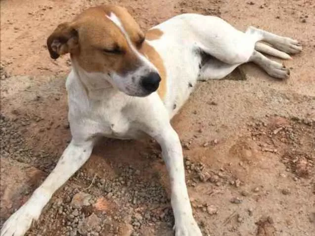 Cachorro ra a Não definida idade 4 anos nome Sem nome