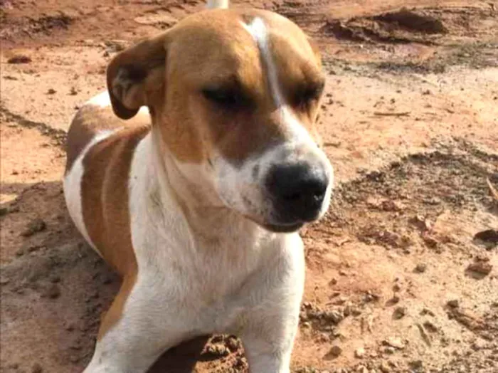 Cachorro ra a Não definida idade 4 anos nome Sem nome