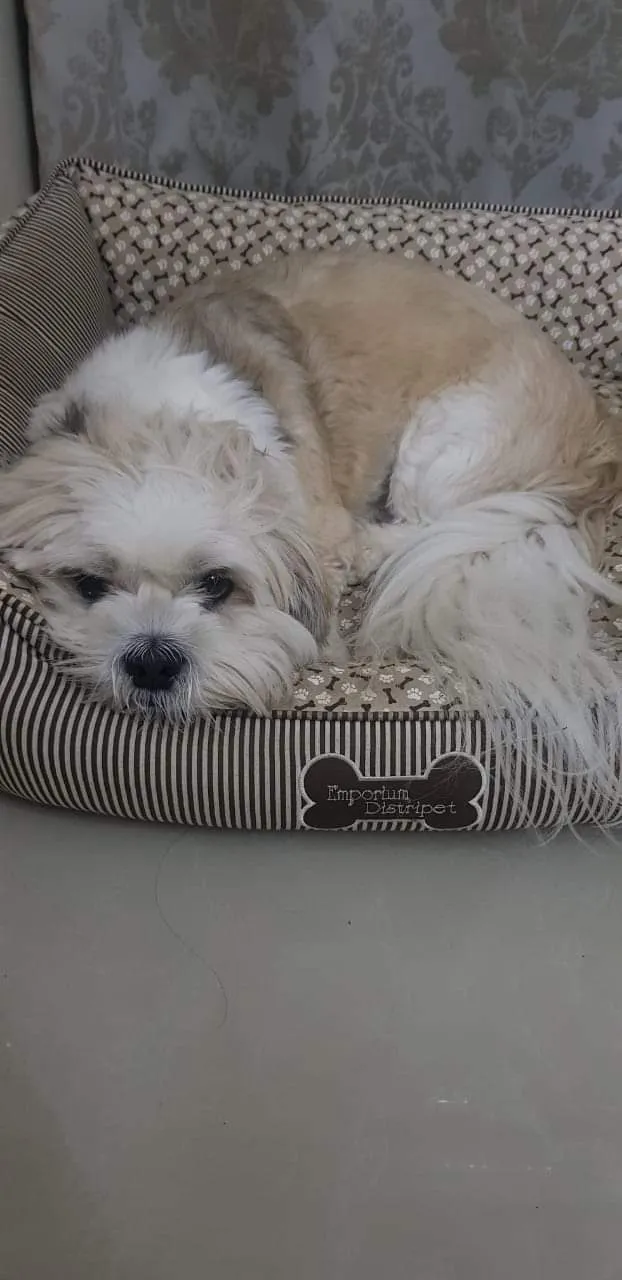 Cachorro ra a Mistura de raça  idade 1 ano nome Niki