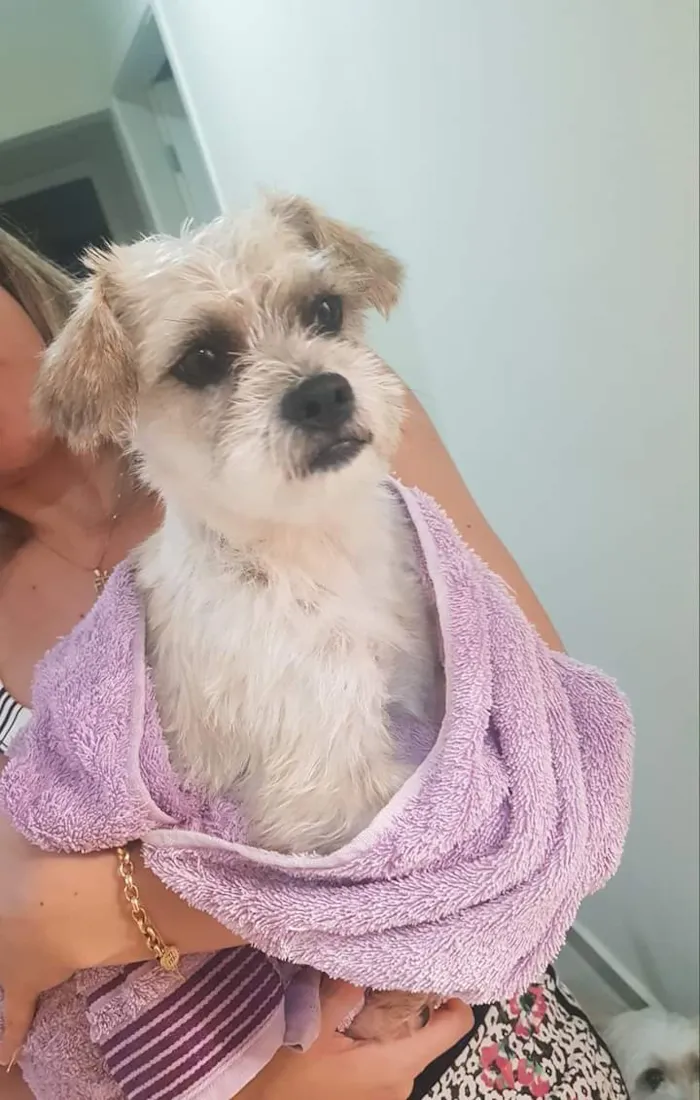 Cachorro ra a Mistura de raça  idade 1 ano nome Niki