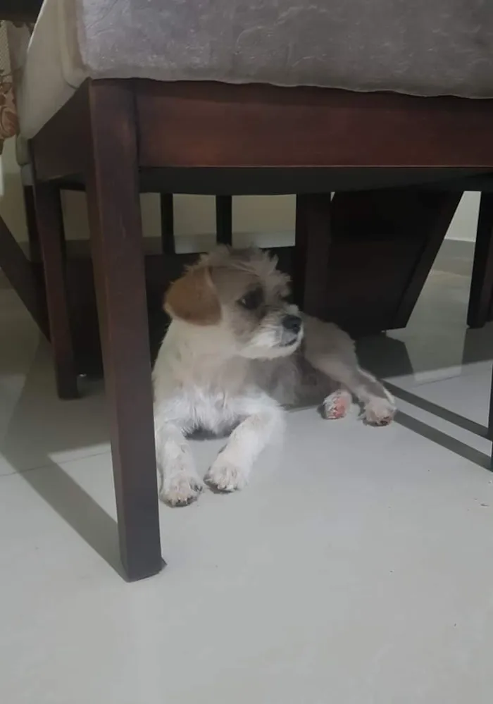 Cachorro ra a Mistura de raça  idade 1 ano nome Niki