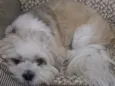 Niki