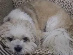 Cachorro raça Mistura de raça  idade 1 ano nome Niki
