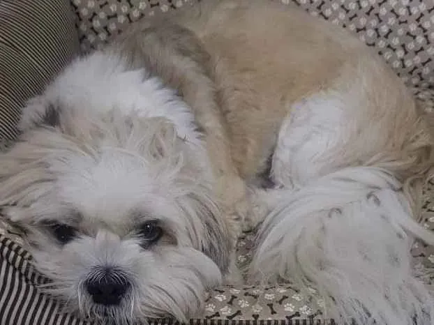 Cachorro ra a Mistura de raça  idade 1 ano nome Niki