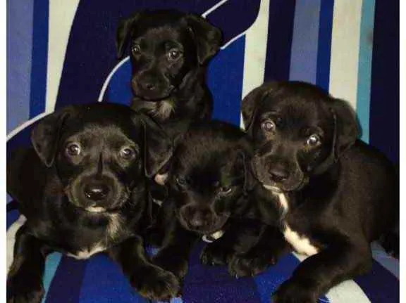Cachorro ra a SRD idade 2 a 6 meses nome Sem nome