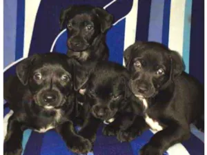Cachorro raça SRD idade 2 a 6 meses nome Sem nome