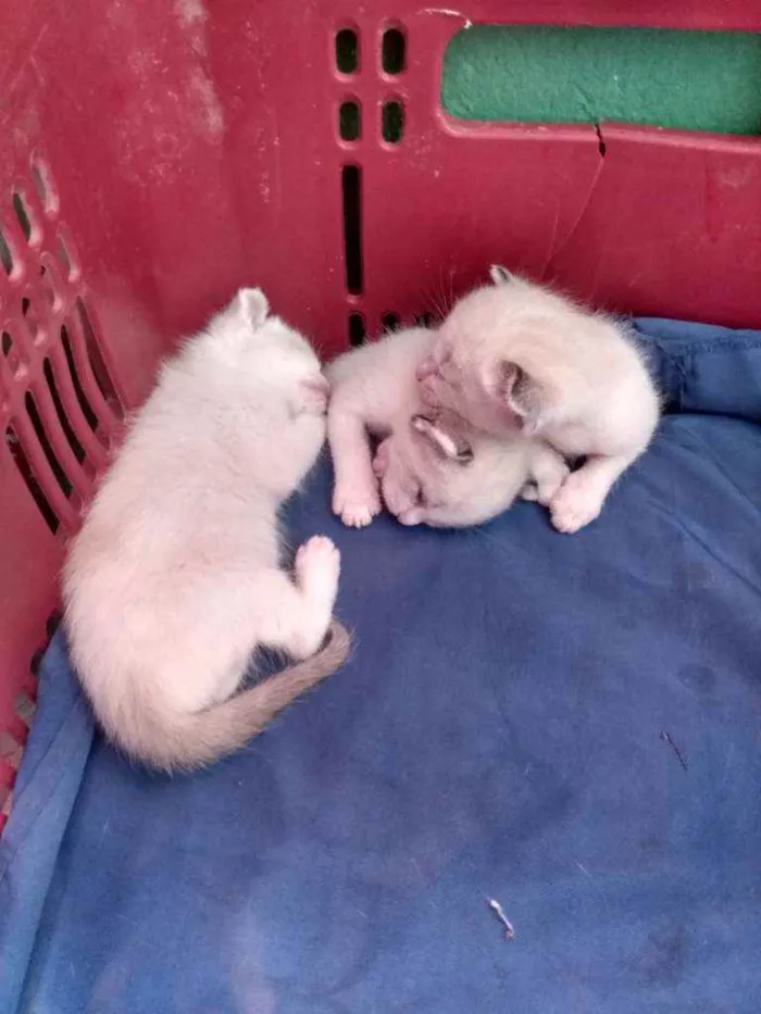 Gato ra a Siamês idade Abaixo de 2 meses nome Não tem nomes