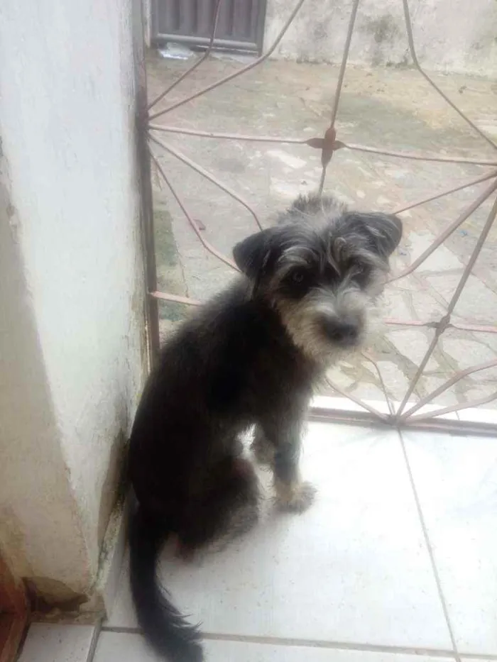 Cachorro raça Vira lata com poodle idade 7 a 11 meses nome Bob