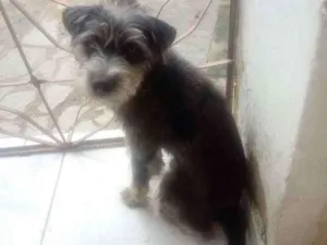 Cachorro raça Vira lata com poodle idade 7 a 11 meses nome Bob