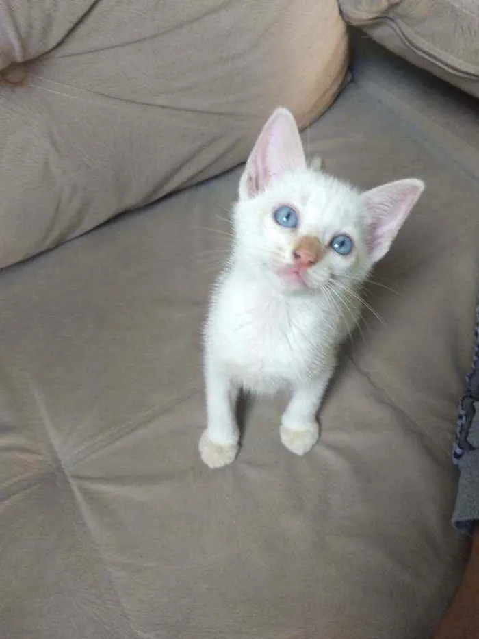 Gato ra a Sem raça definida idade Abaixo de 2 meses nome Jimmy