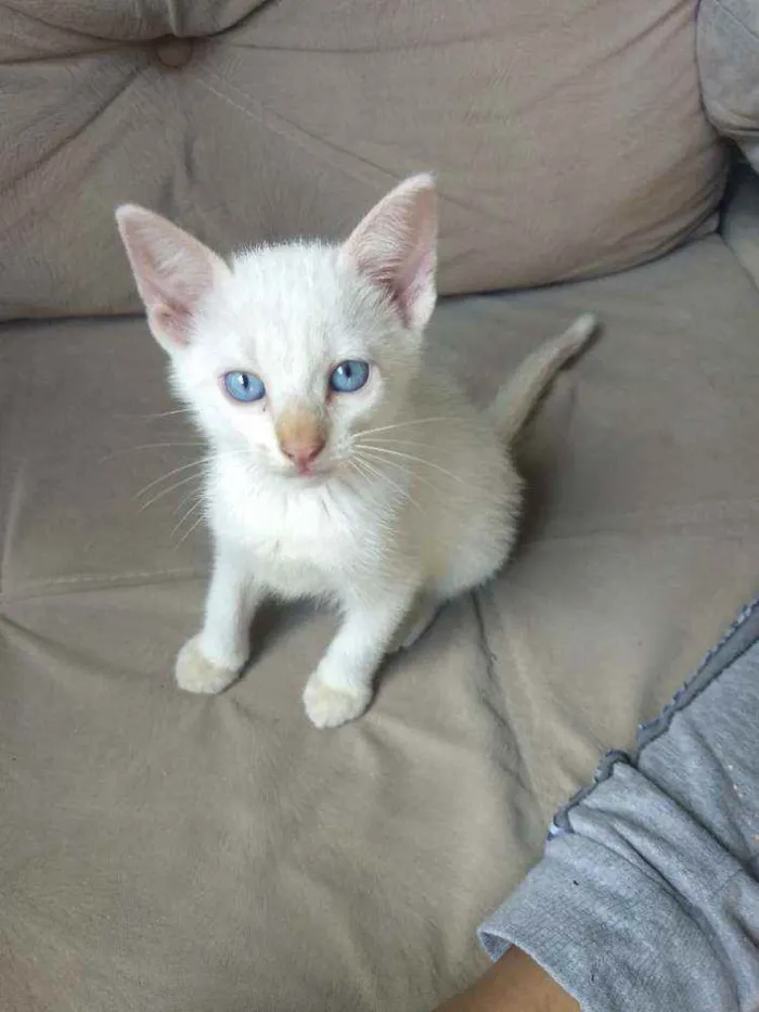 Gato ra a Sem raça definida idade Abaixo de 2 meses nome Jimmy