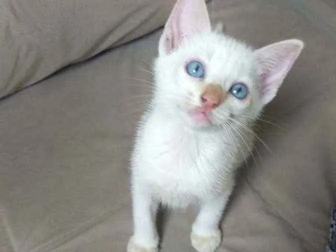 Gato ra a Sem raça definida idade Abaixo de 2 meses nome Jimmy