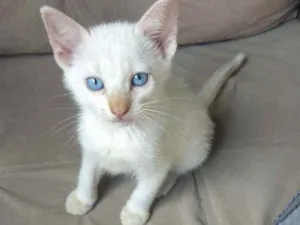 Gato raça Sem raça definida idade Abaixo de 2 meses nome Jimmy