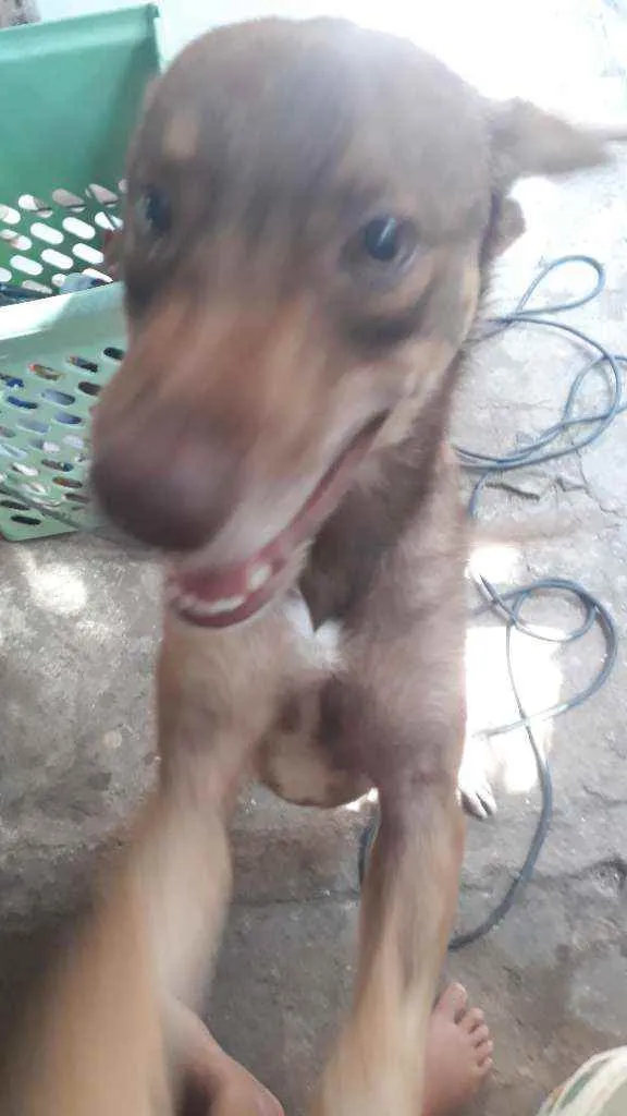 Cachorro ra a  idade Abaixo de 2 meses nome Bob