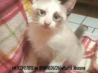 Gato raça Sialata idade 2 a 6 meses nome Princesa