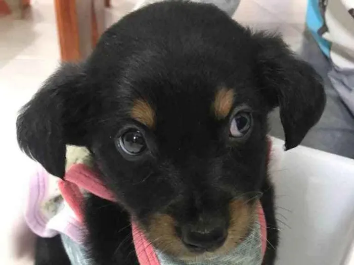 Cachorro ra a Vira lata idade Abaixo de 2 meses nome Luna 