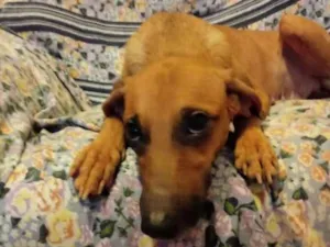 Cachorro raça SRD idade 1 ano nome Pipoca