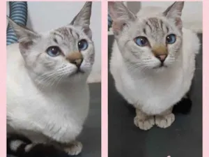 Gato raça Srd idade 2 a 6 meses nome Mila