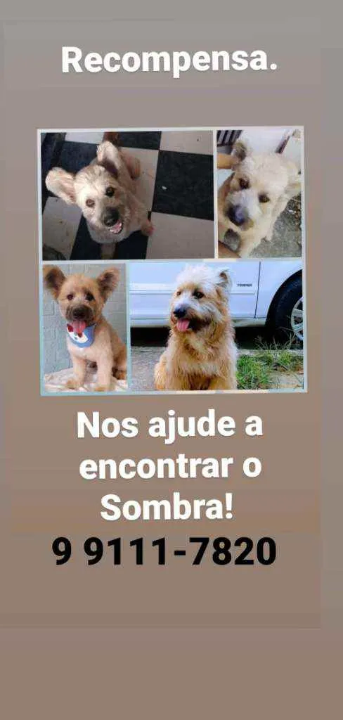 Cachorro ra a Viralata idade 6 ou mais anos nome Sombra