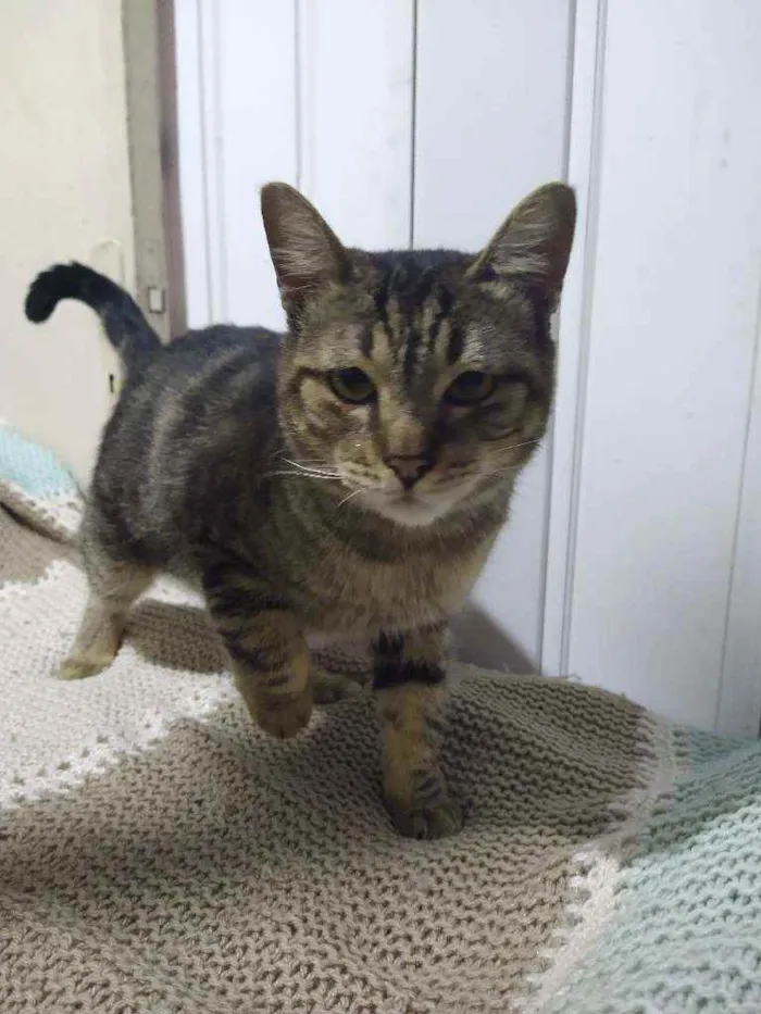 Gato ra a Srd idade  nome Tigrão
