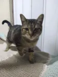 Tigrão