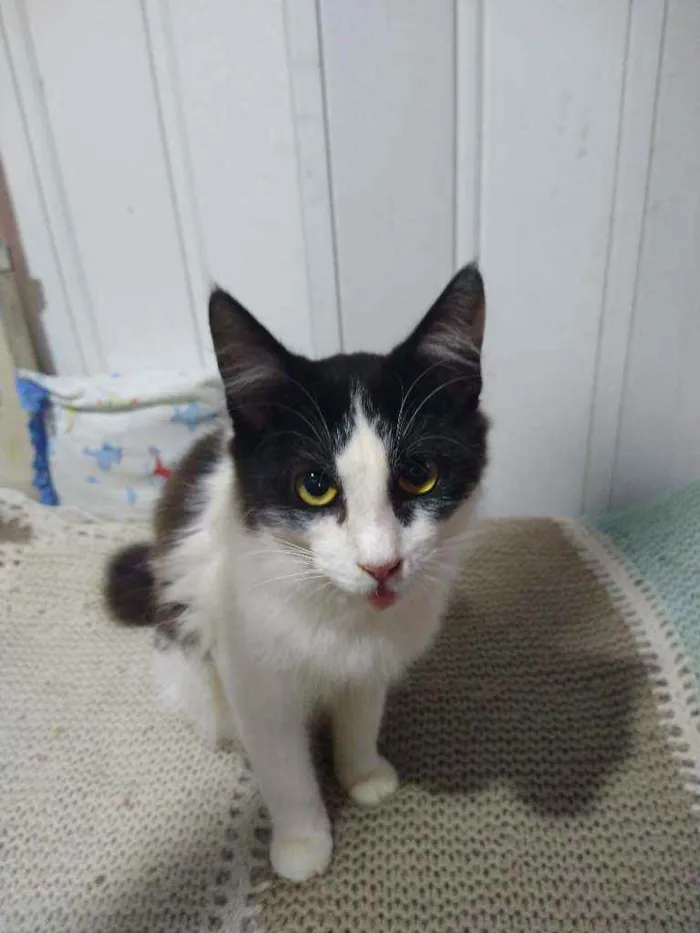 Gato ra a Srd idade 2 a 6 meses nome Rabito