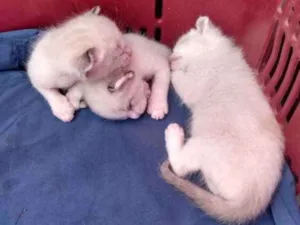Gato raça Siamês idade Abaixo de 2 meses nome Não tem nomes
