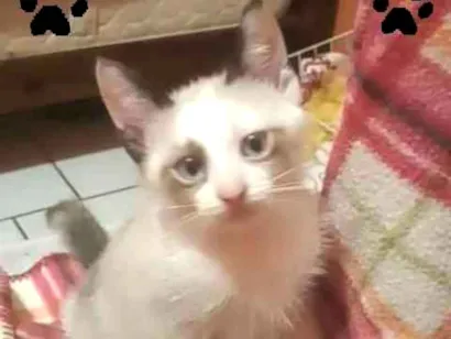 Gato raça Sialata idade 2 a 6 meses nome Princesa