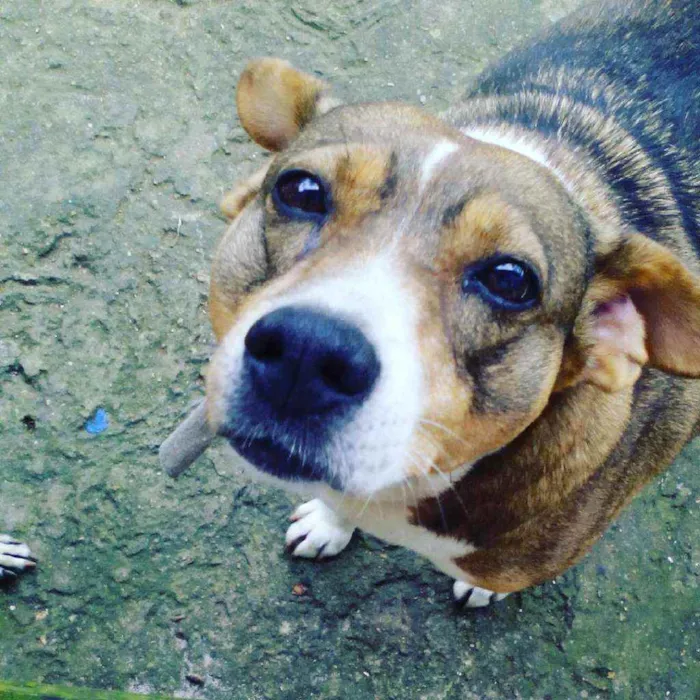 Cachorro ra a SRD idade 6 ou mais anos nome Charlene