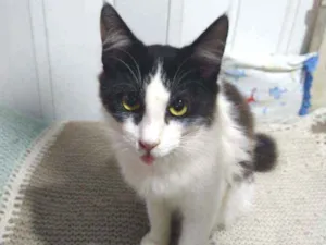 Gato raça Srd idade 2 a 6 meses nome Rabito