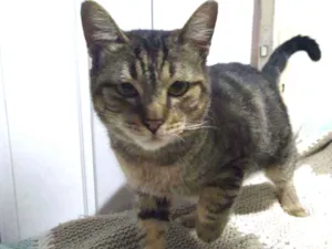 Gato raça Srd idade  nome Tigrão