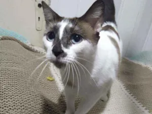 Gato raça Srd idade 1 ano nome Coca cola 