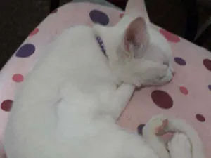 Gato raça Não sei idade 2 a 6 meses nome Lilly