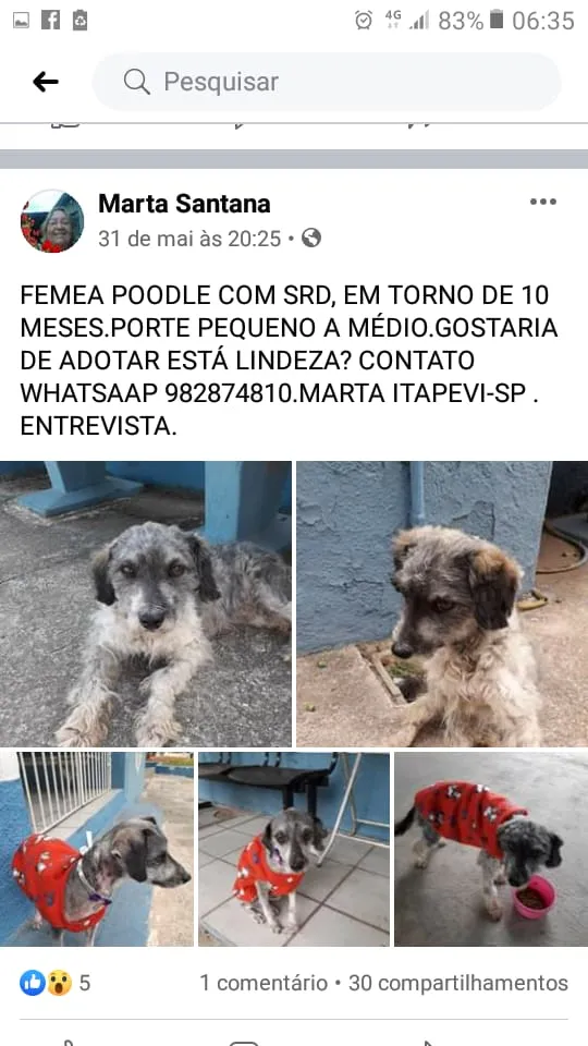 Cachorro ra a Poodle com viralata  idade 7 a 11 meses nome Mel