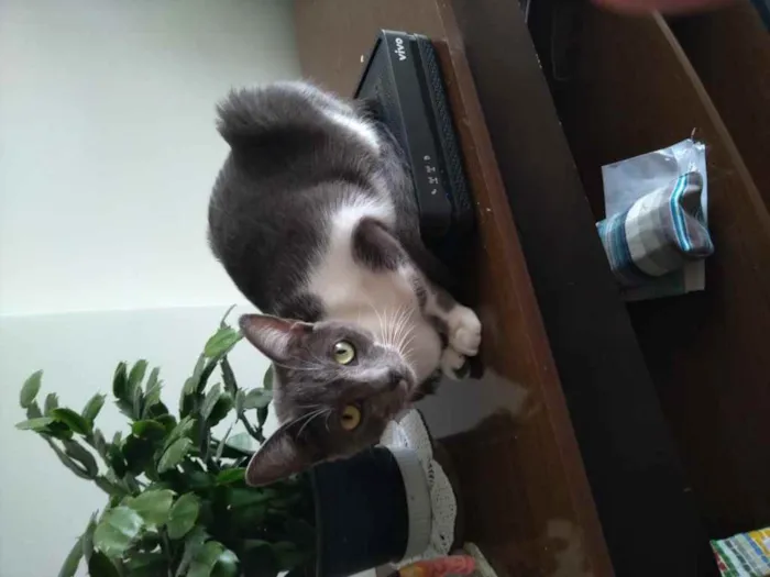 Gato ra a SEM RAÇA ESPECIFICA idade 2 anos nome LADY