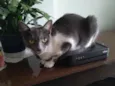 LADY